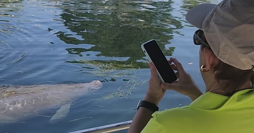 King's Bay Afternoon Manatee Boat Tour — Crystal River's Calm Wildlife Cruise photo 2