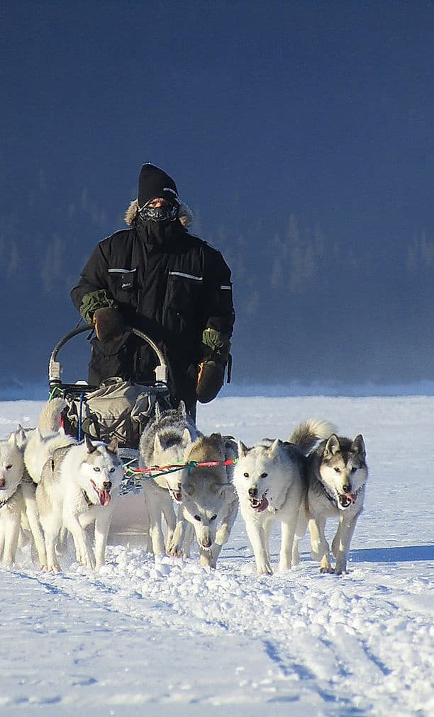 Yukon Dog Sled Adventure with Boreal Kennels