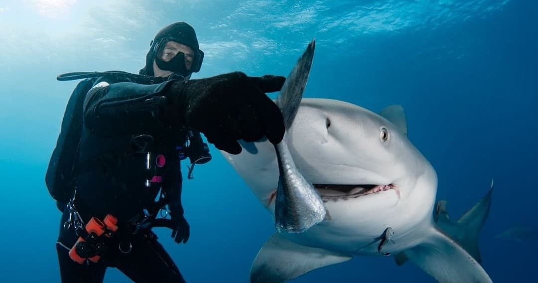 Shark Dives in Jupiter FL Certified Shark-Encounter Scuba Trips Off Florida Coast photo 4