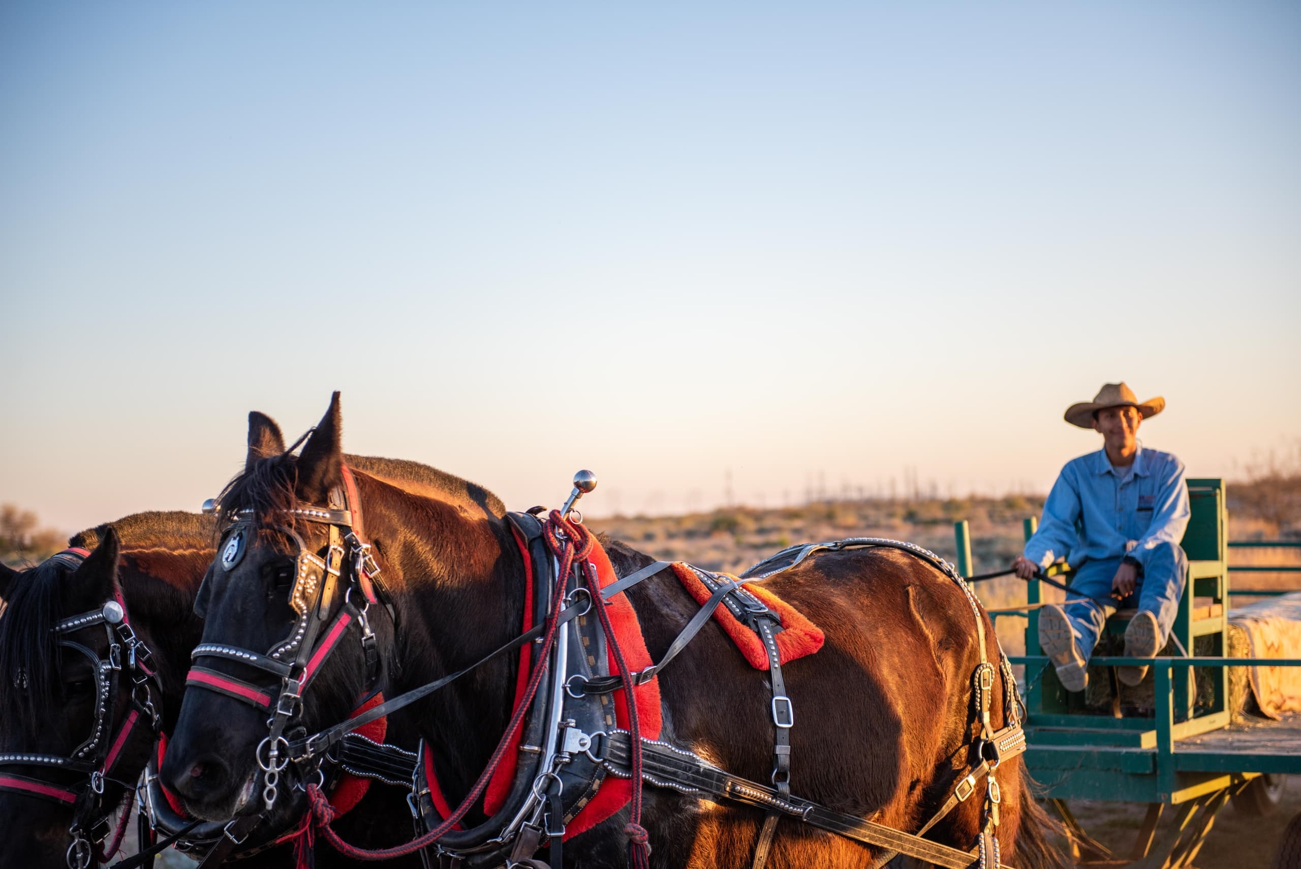 Wagon Ride & Dine Adventure in Chandler, Arizona
