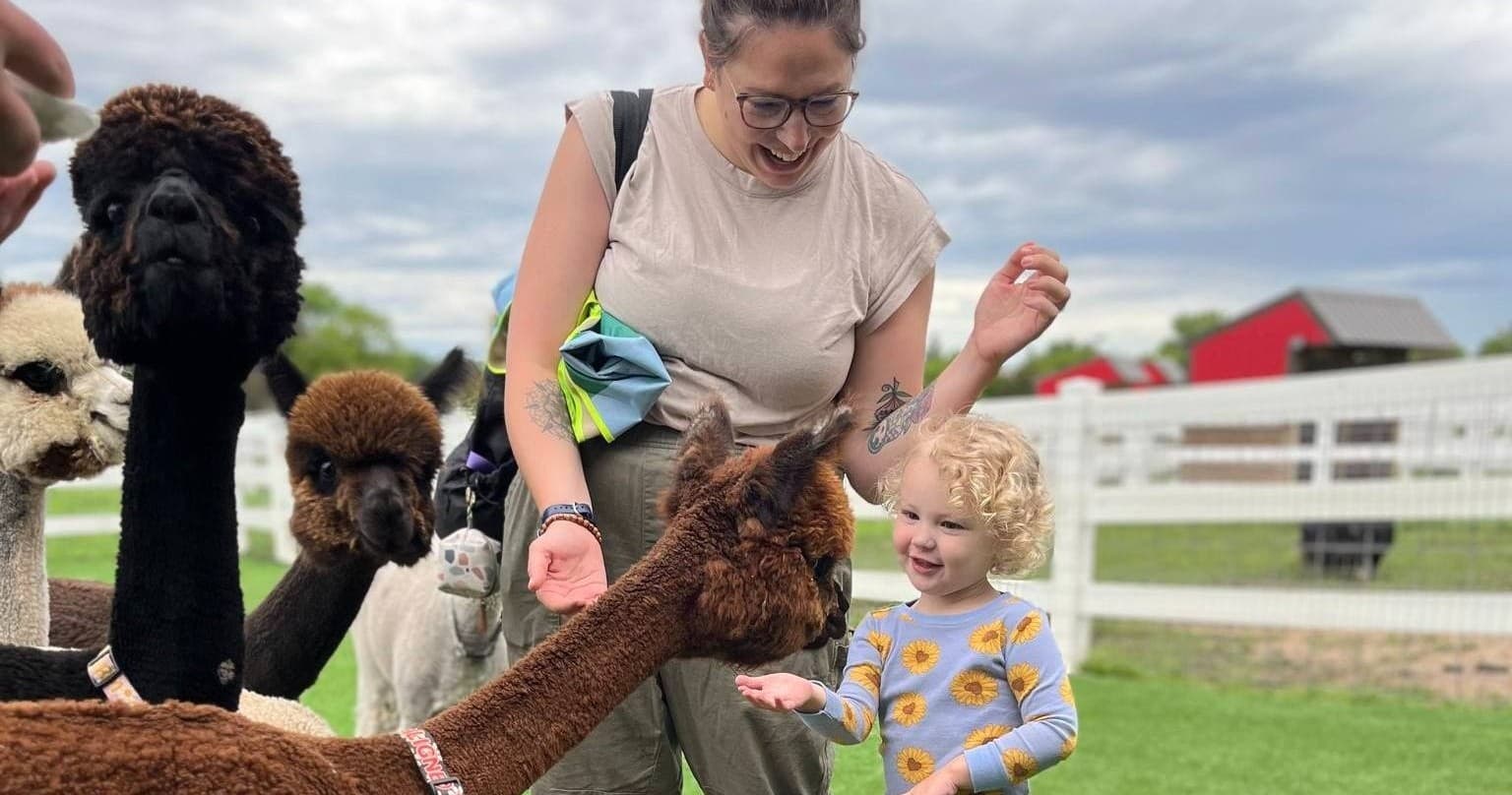 Parent and toddler meeting alpacas in green farm field