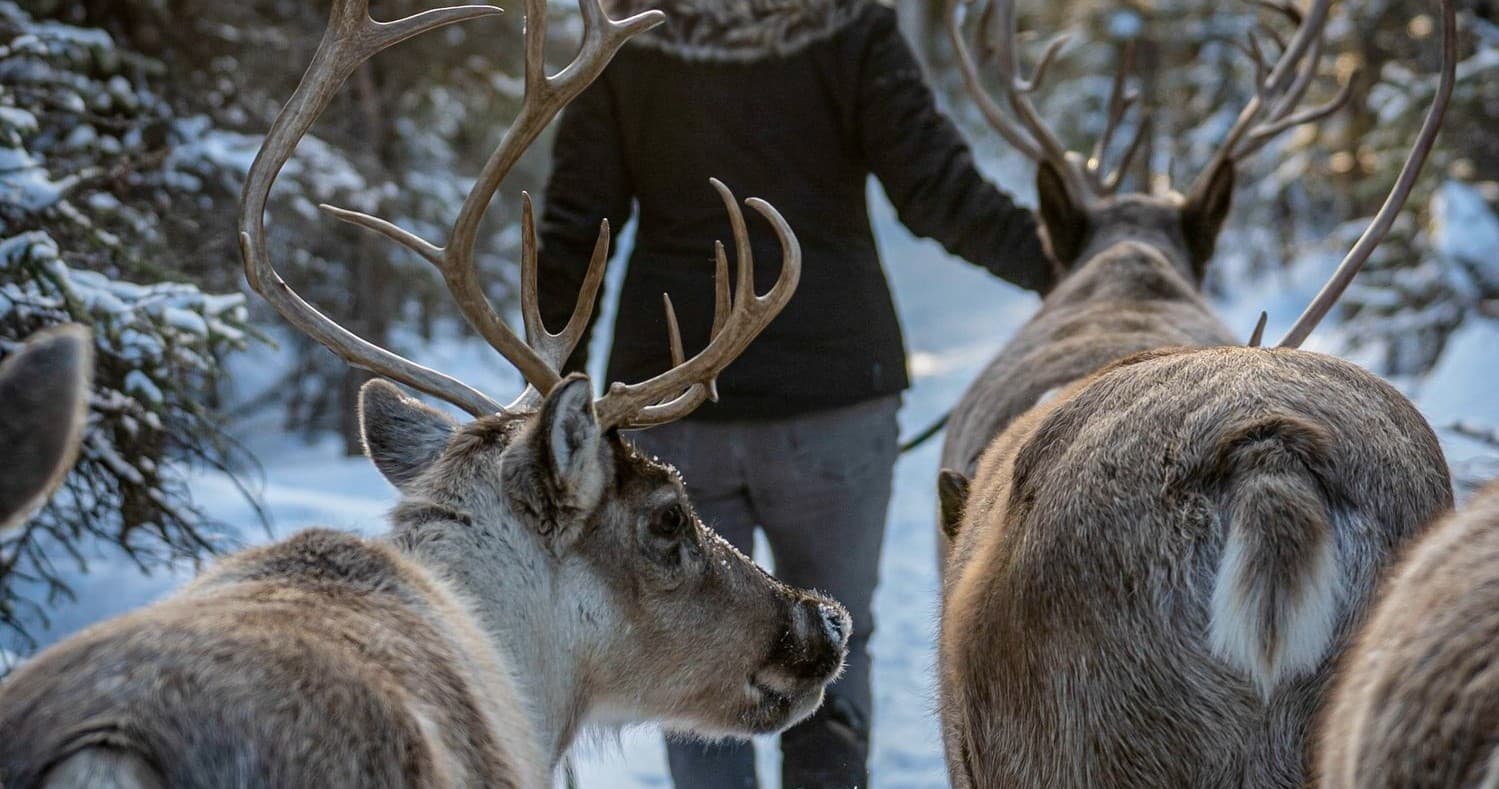 Meet The Reindeers: An Intimate Fairbanks Winter Wildlife Experience