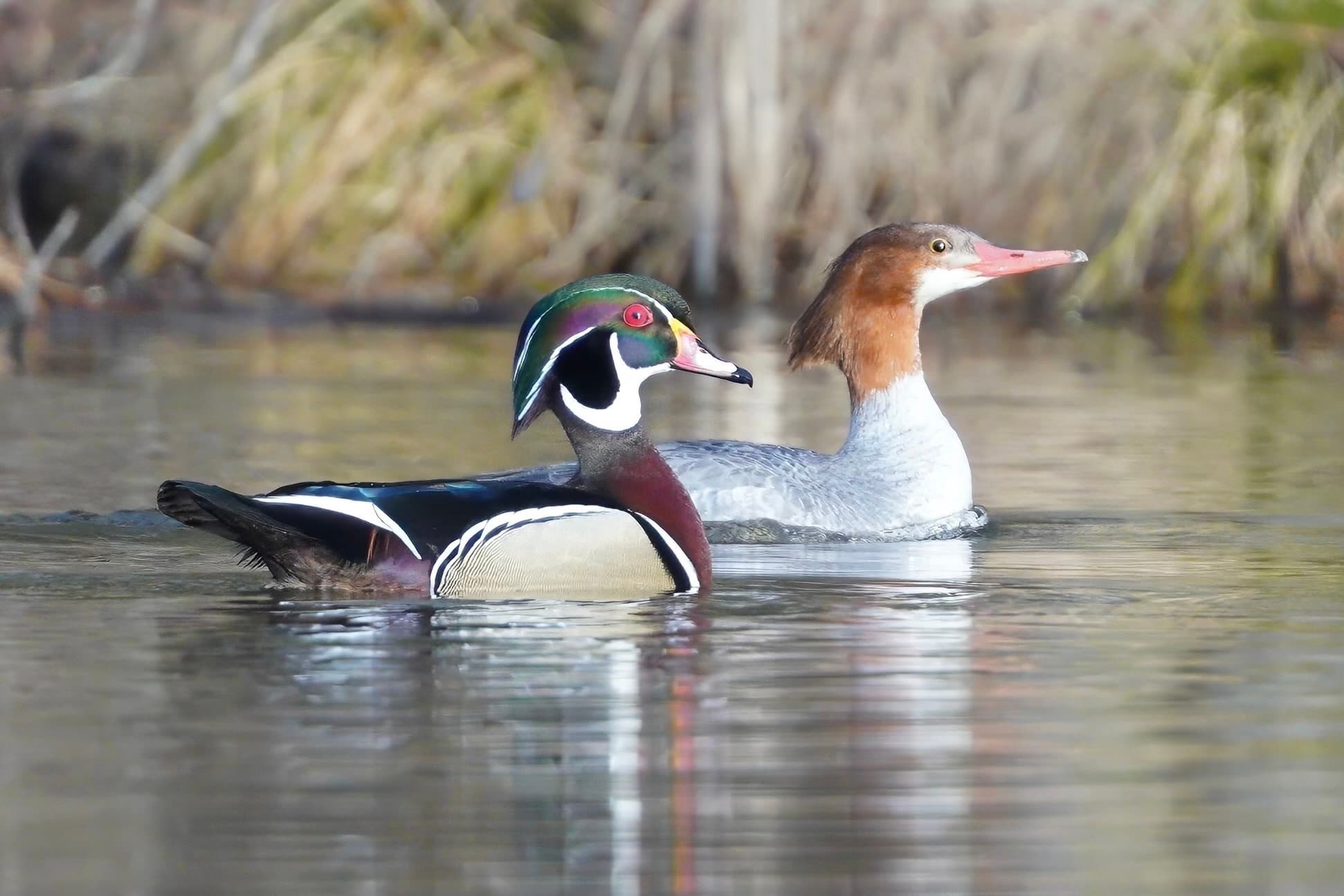 Wood duck and merganser swimming in marshy lake near reeds