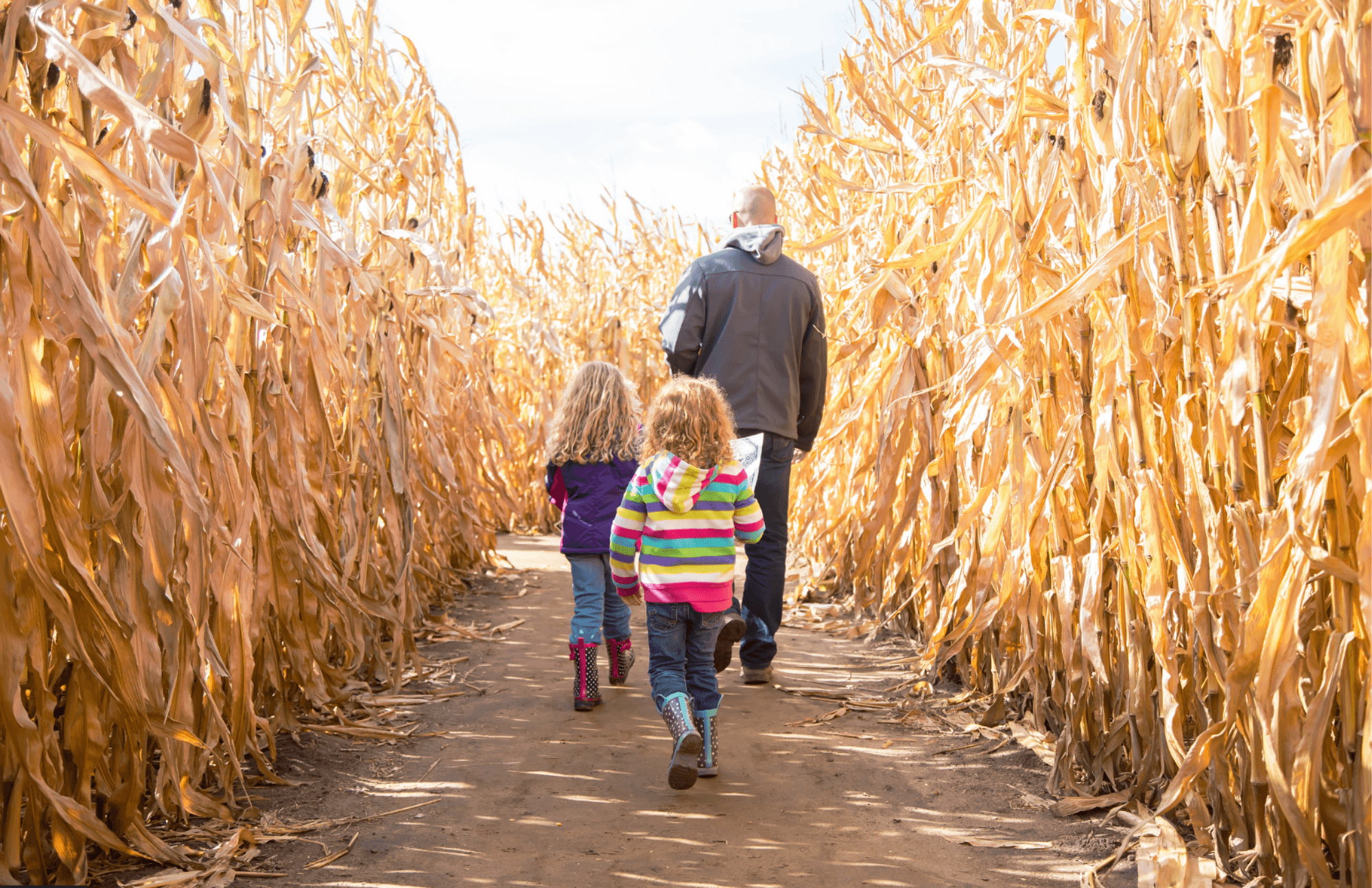 Navigate the Corn Maze Adventure at Cedar Creek Gardens