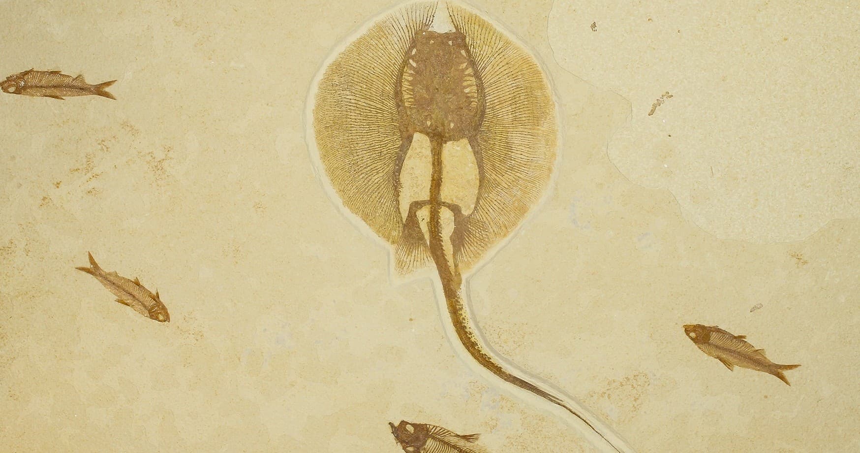 Preserved stingray and fish fossils on pale limestone slab specimen