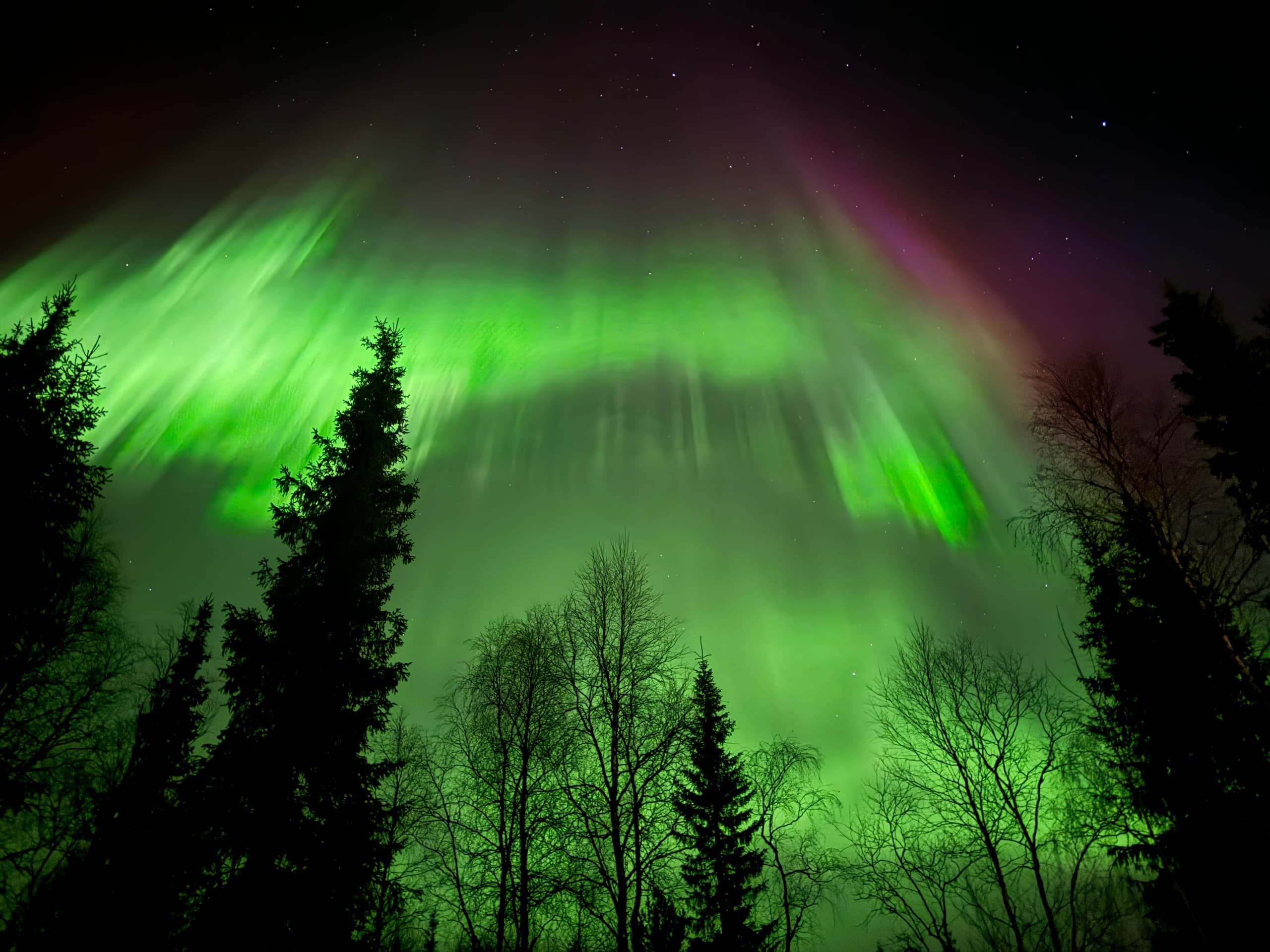 Green aurora borealis soaring above silhouetted pine trees in wilderness