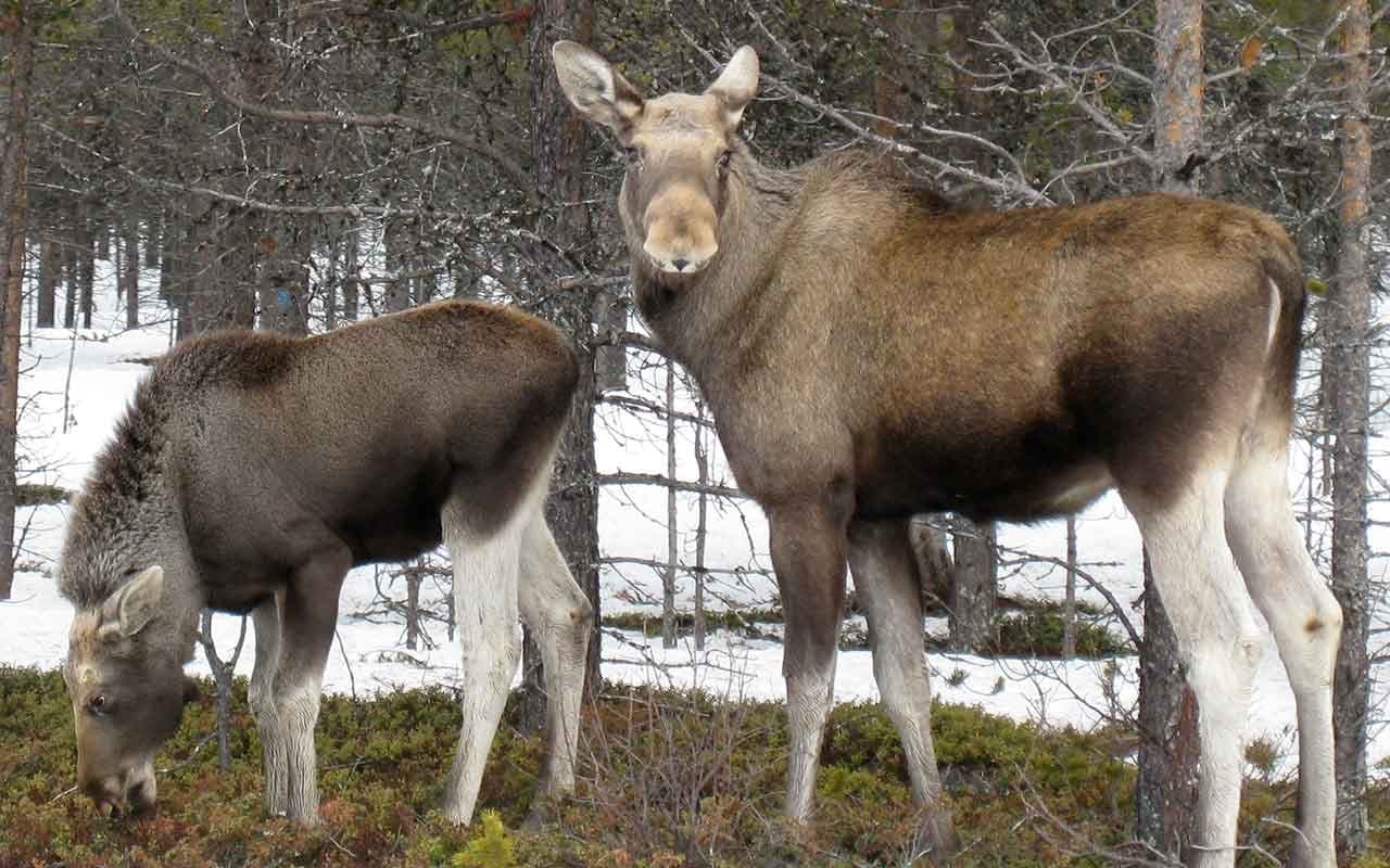 Moose Safari by Minivan in Kiruna: Upriver Wilderness Adventures
