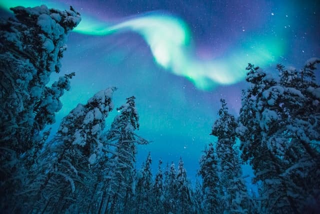 Aurora borealis swirling above snow-laden pines in Lapland