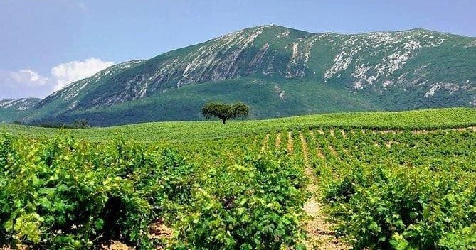 Discover Arrábida Wine & Culture with ABC Travel from Lisbon