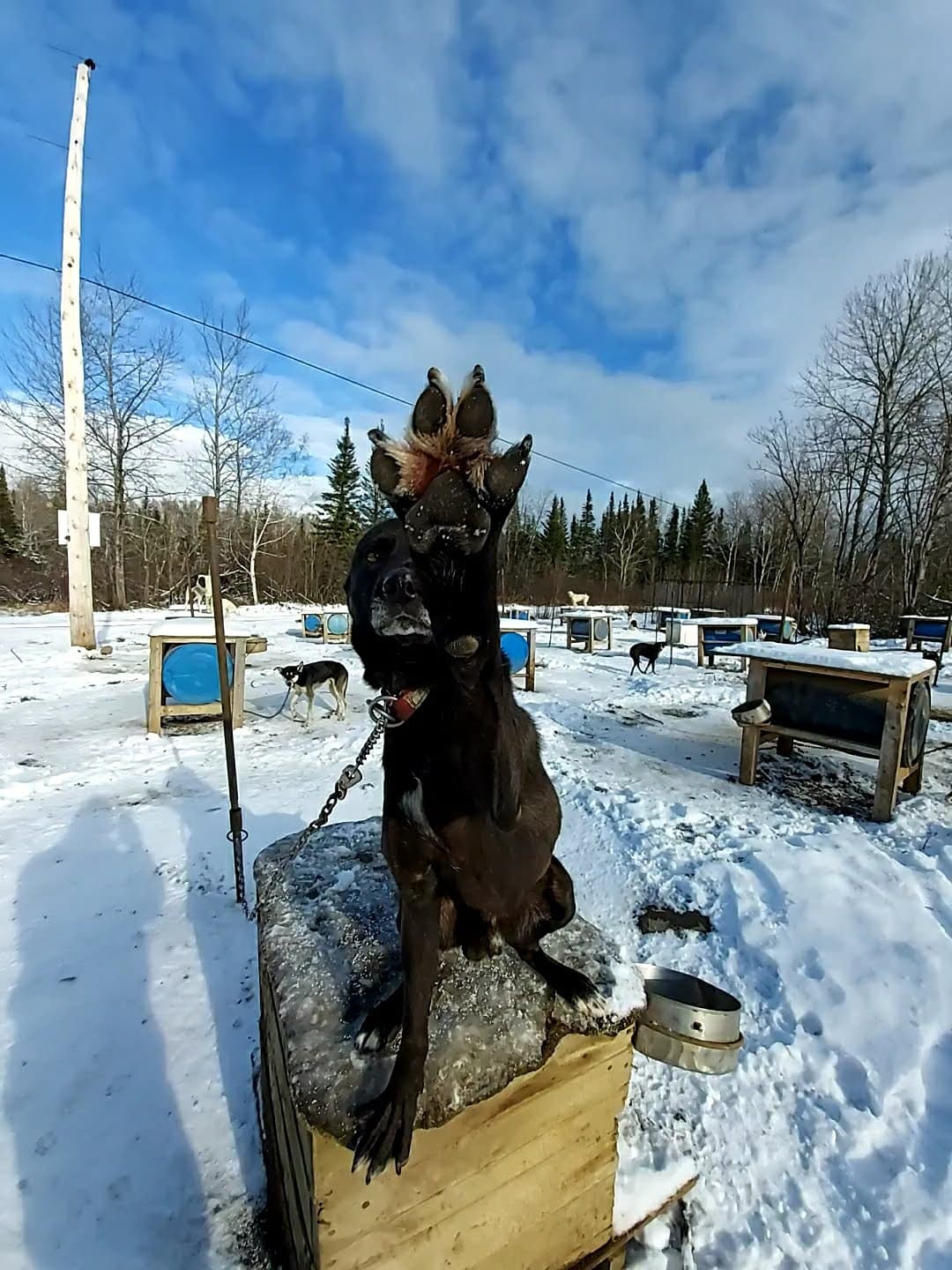 Dog Meet & Greet at Alaskan du Nord in La Baie