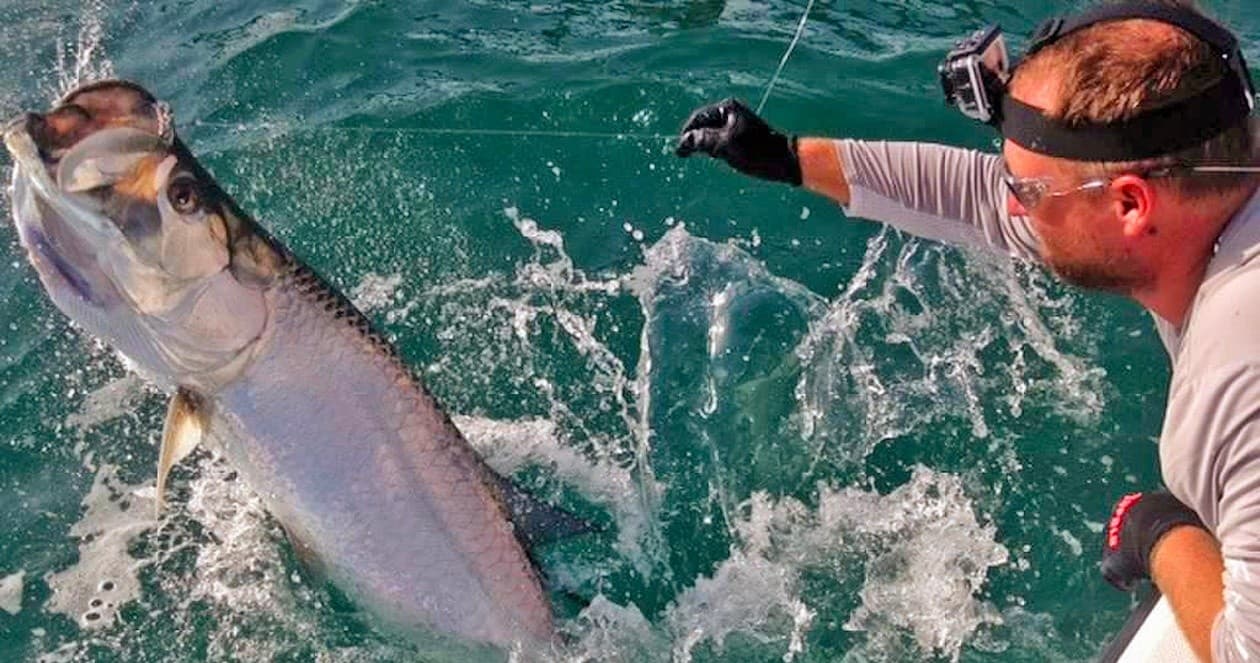 Guide fighting jumping tarpon alongside charter boat in ocean