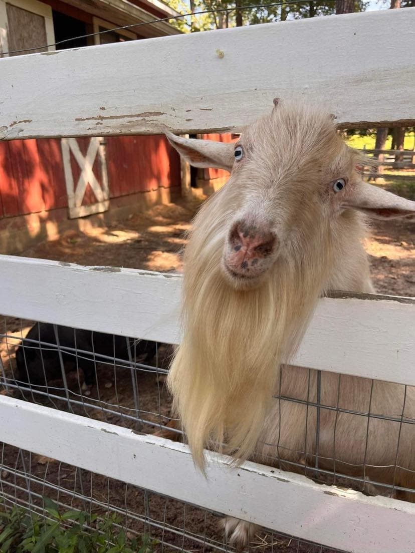 Curious goat peering through white fence at petting farm