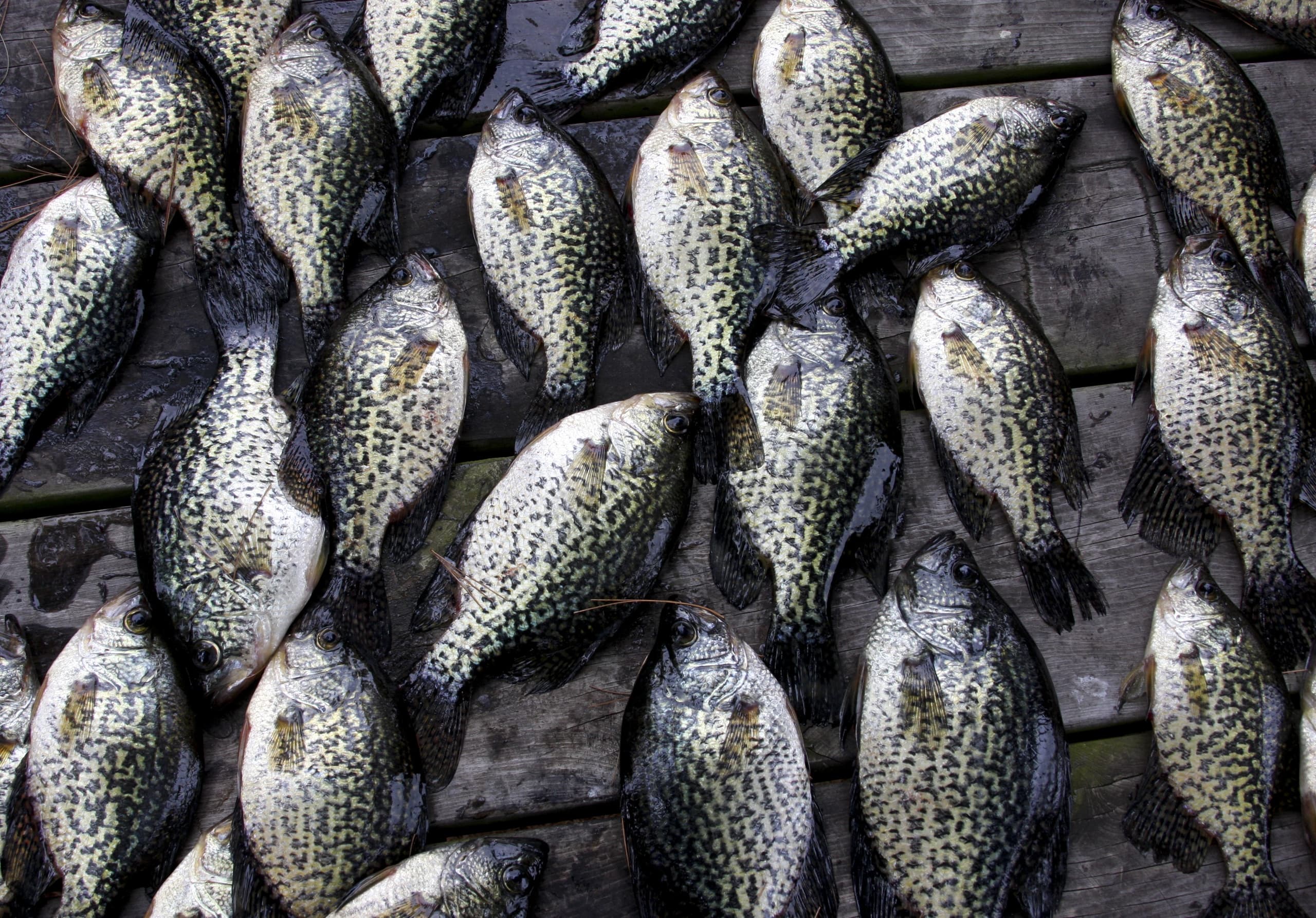 Crappie Fishing with Rowdy's Wild Rides on Percy Priest Lake