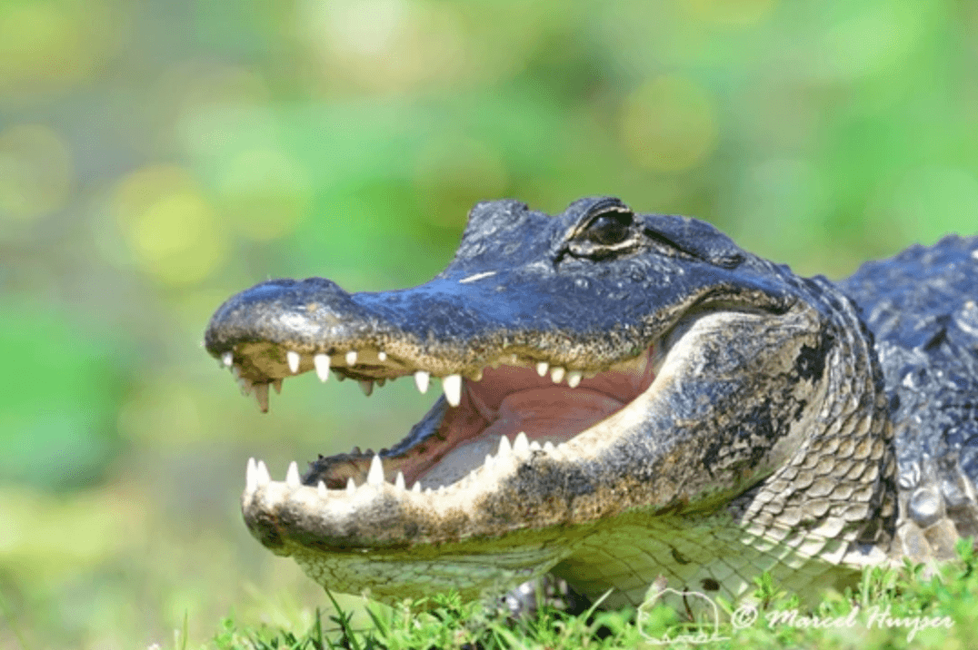 Airboat in Flamingo, Florida