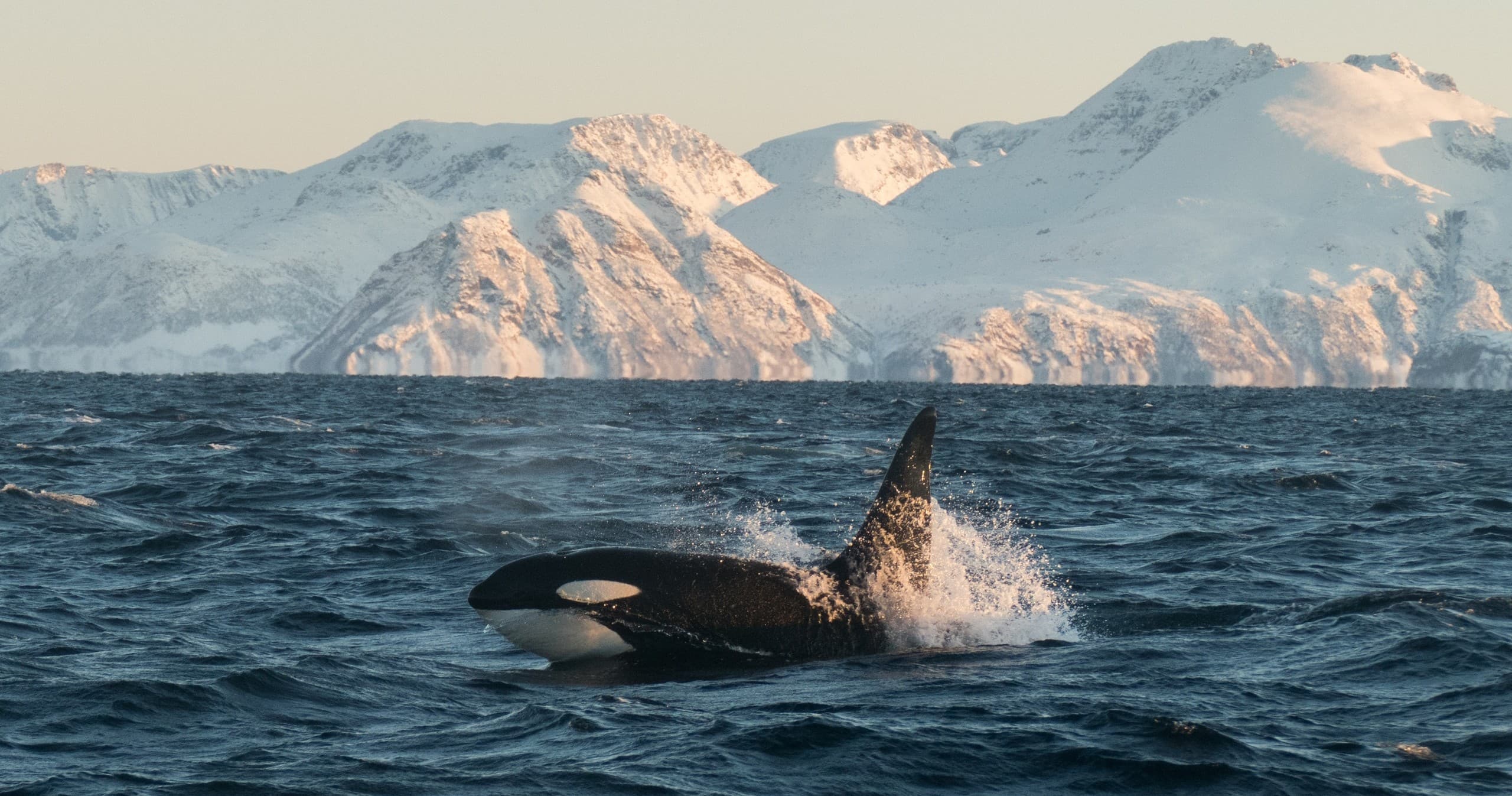 Water-Activities & Winter Whale Safari in Tromsø