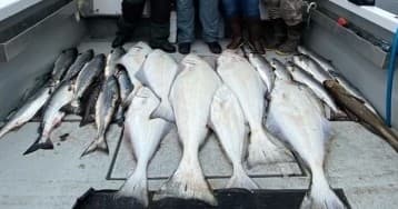 Multi Species Ocean Charter- (Halibut, Salmon, Rockfish, Cod, ect) photo 1