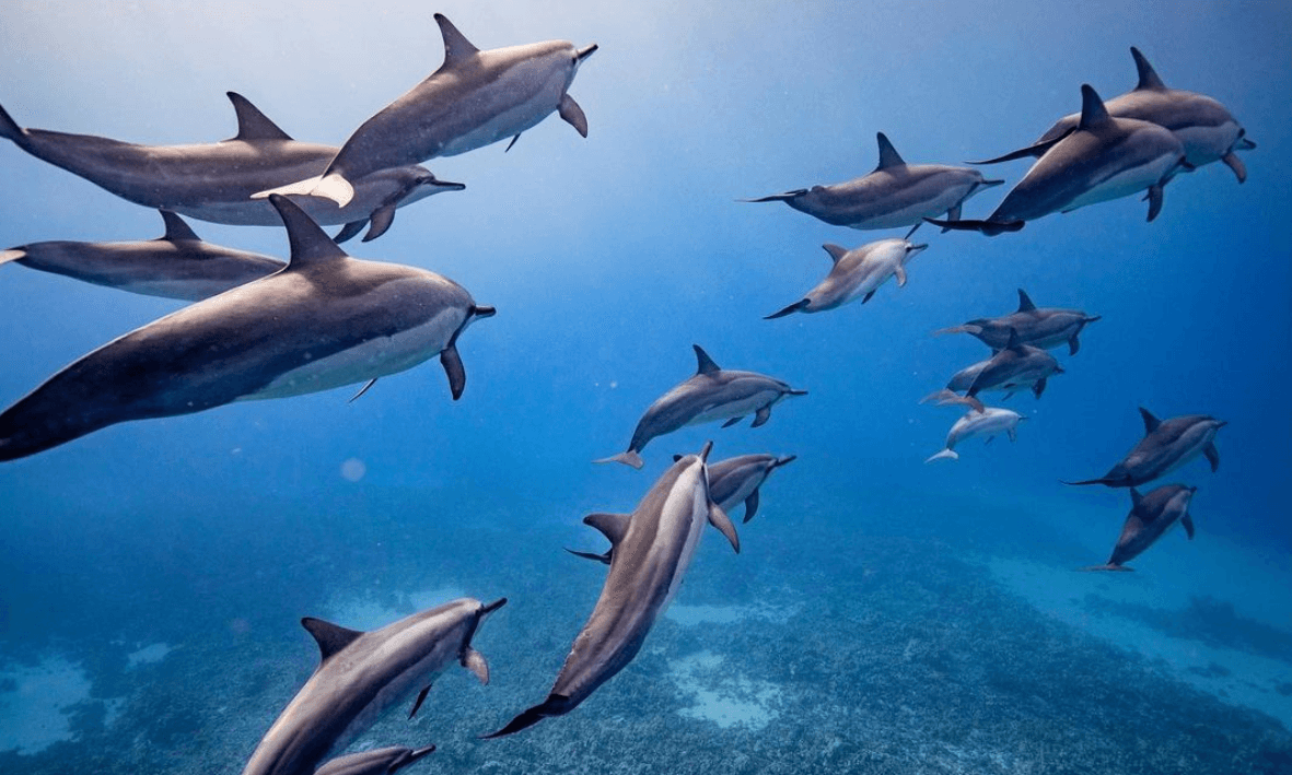 School of dolphins swimming through vibrant tropical reef waters