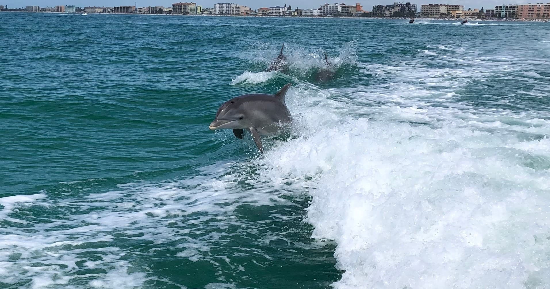 Private Dolphin Tour by Parasailing The Pass in Treasure Island