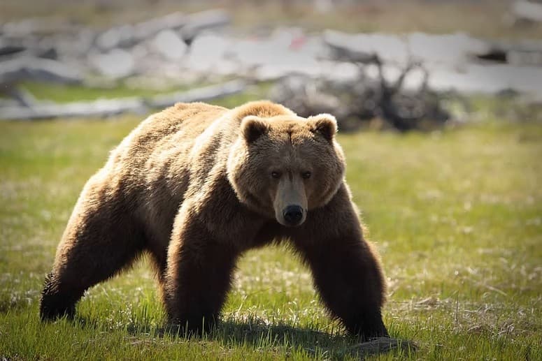 Skyborne Bear Viewing: Scenic Flight Over Katmai & Lake Clark