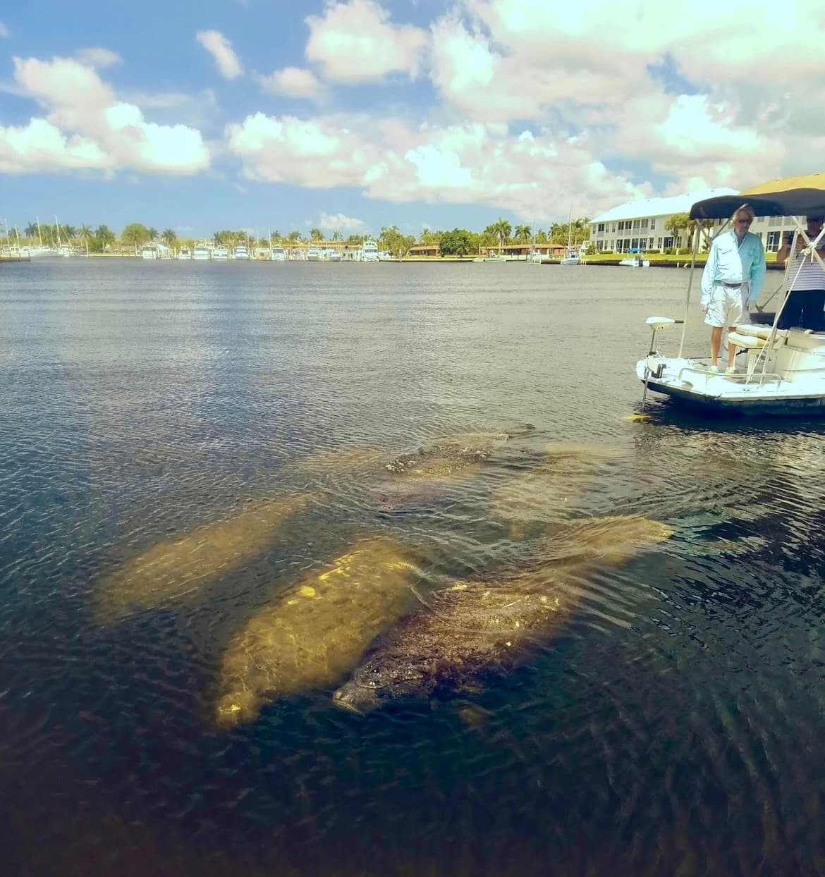 Manatee Sightseeing & Wildlife Boat Tour with Manatee Sightseeing and Wildlife Adventures in Naples