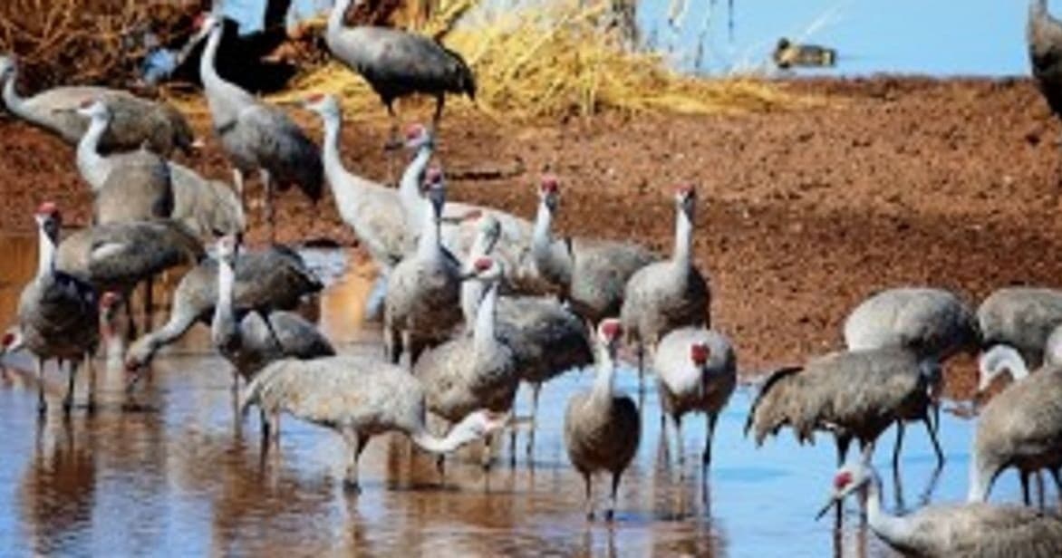 Experience the Spectacular Sandhill Crane Migration at Whitewater Draw in Arizona