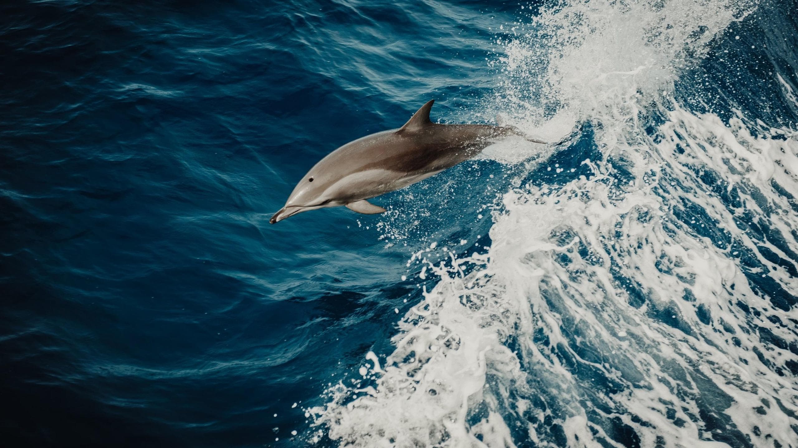 Dolphin leaping through ocean swell on coastal wildlife cruise