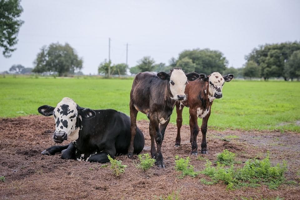 Farm Animal Encounter with Myakka Trail Rides in Florida