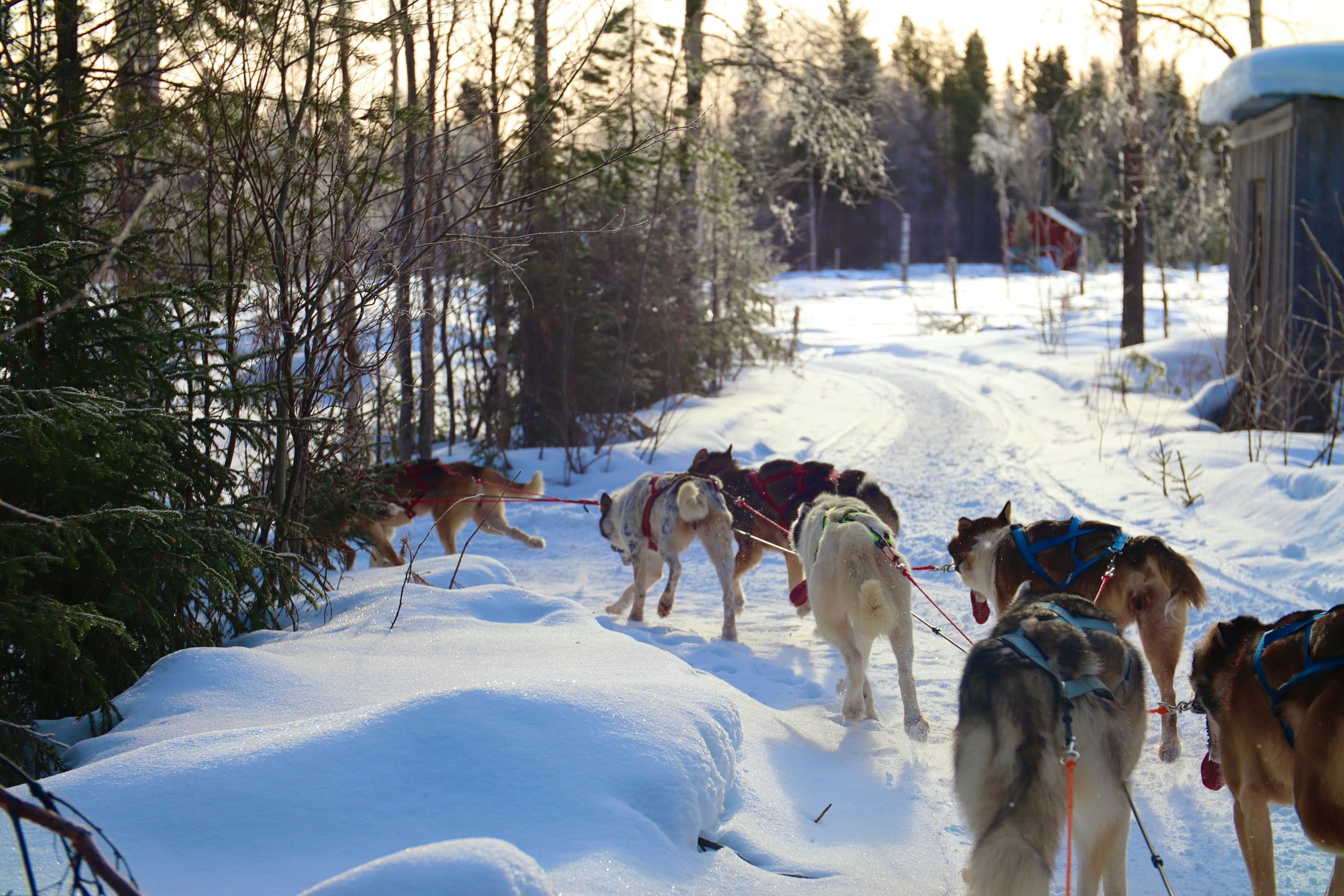 Lapland New Year: Husky Sledding & Northern Lights in Rentjärn photo 3