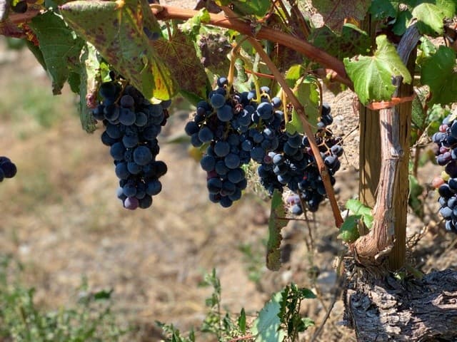 Bodega Lagar do Cigur: Cave-to-Glass Wine Tasting in Galicia