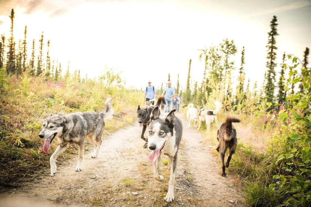 Alaskan huskies leading a summer trail run during training