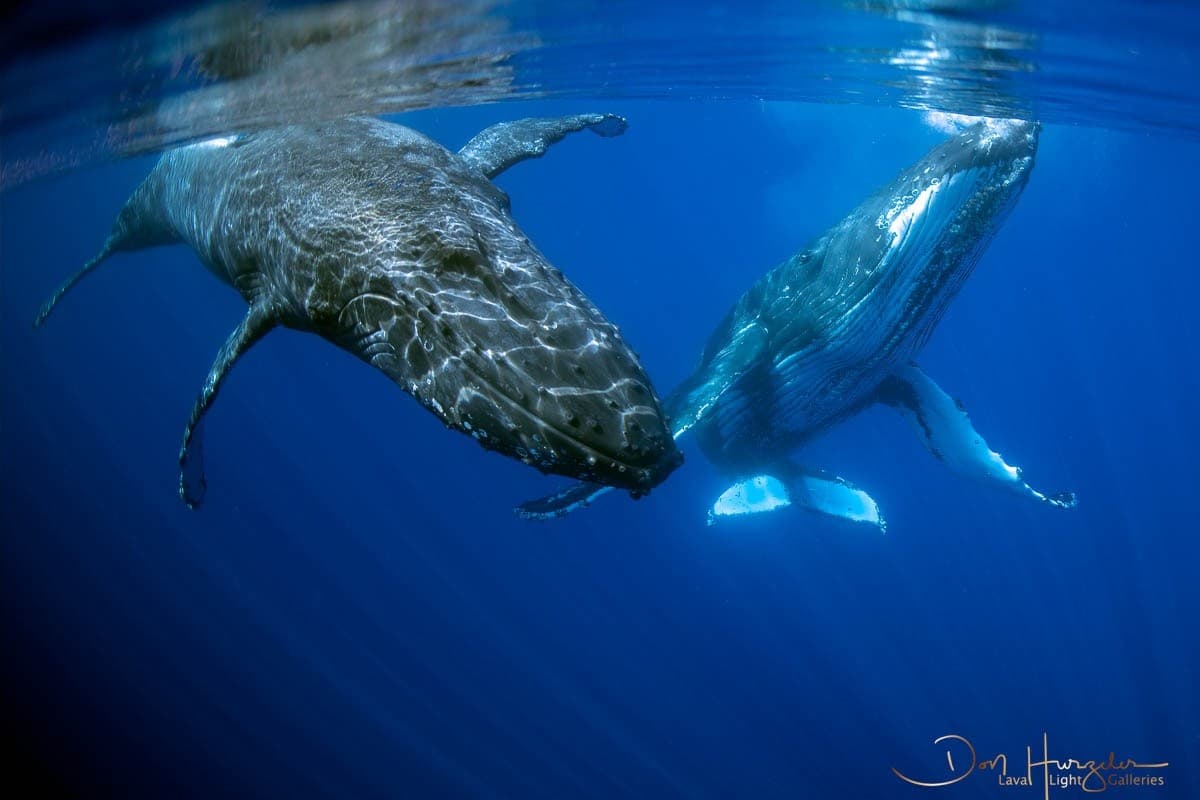 Close Encounters: Small-Group Whale Watching from Kawaihae Harbor