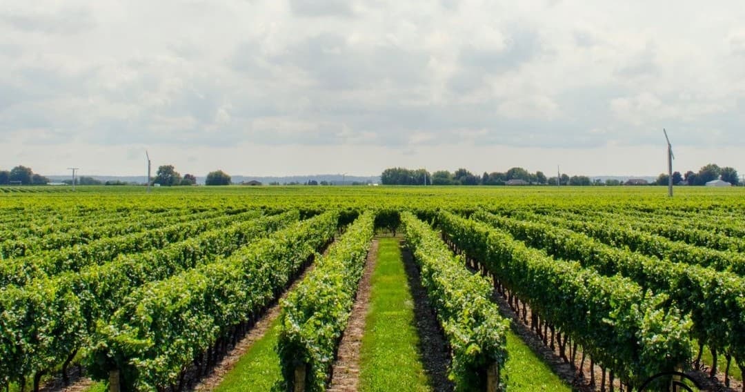 Vineyard rows and vines in sunlit countryside wine region