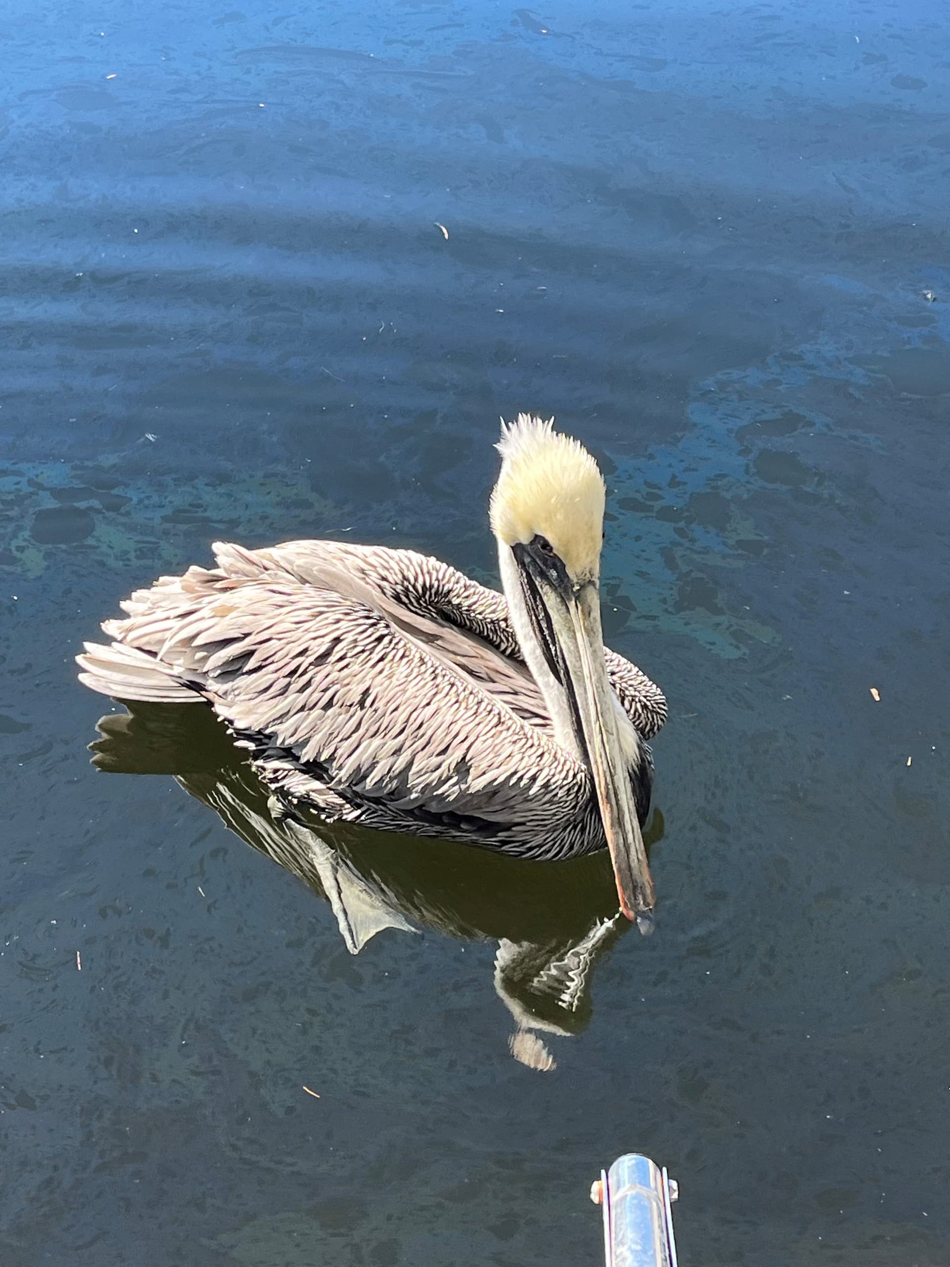 Nature River Tour: Two-Hour Wildlife Boat Cruise photo 1
