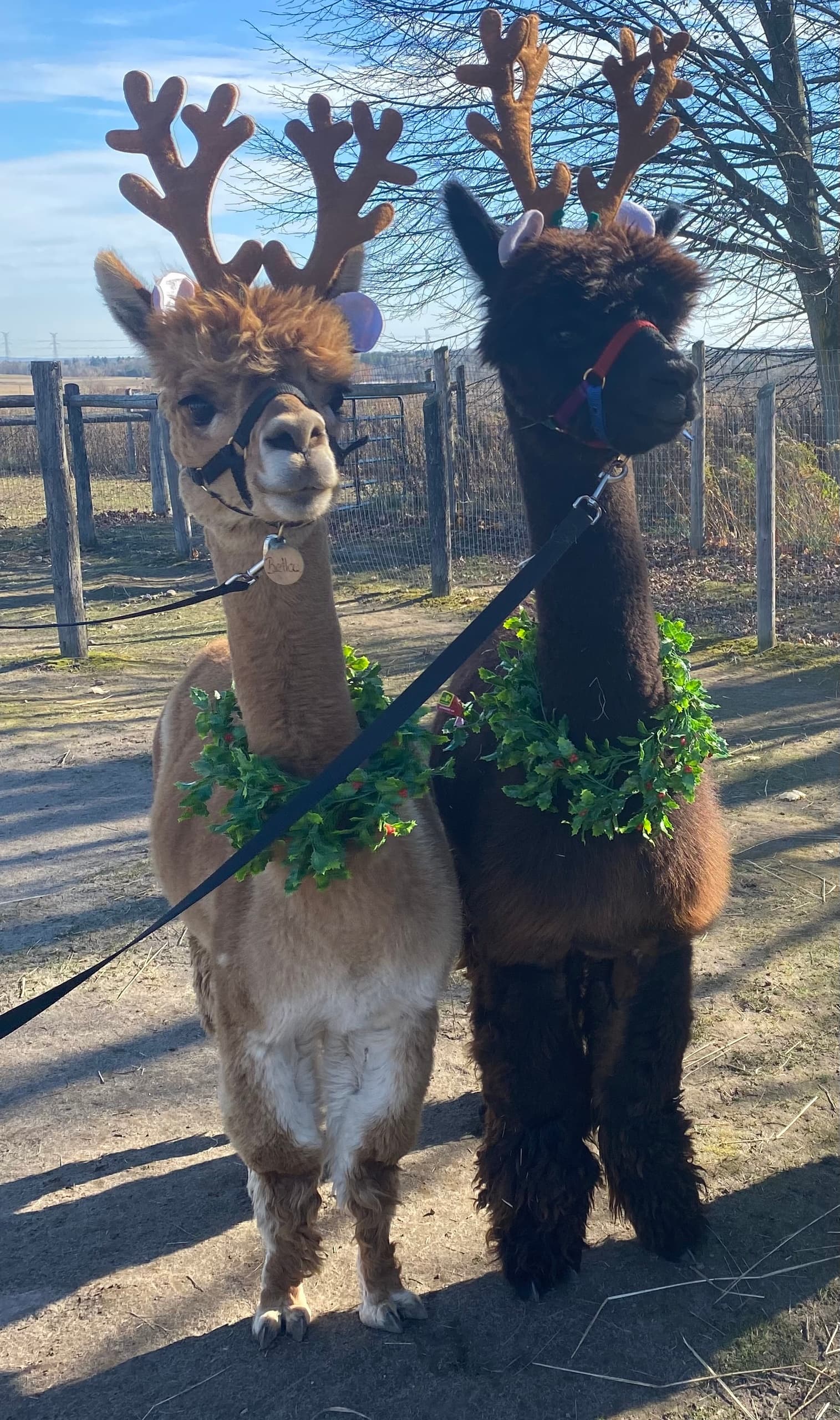 Holiday Alpaca Meet & Greet in Newtonville, Ontario — Alpacas, Sheep & Farm Hikes