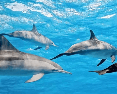 Explore Maui’s Underwater Wonders: Private Afternoon Snorkel Charter from Lahaina