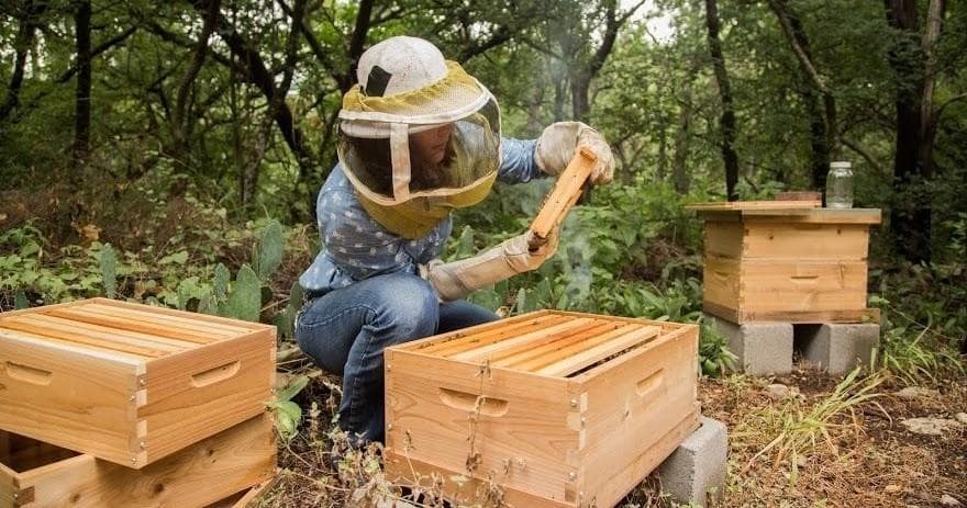 Hive Inspection 101: Hands-On Beekeeping in Manor, TX