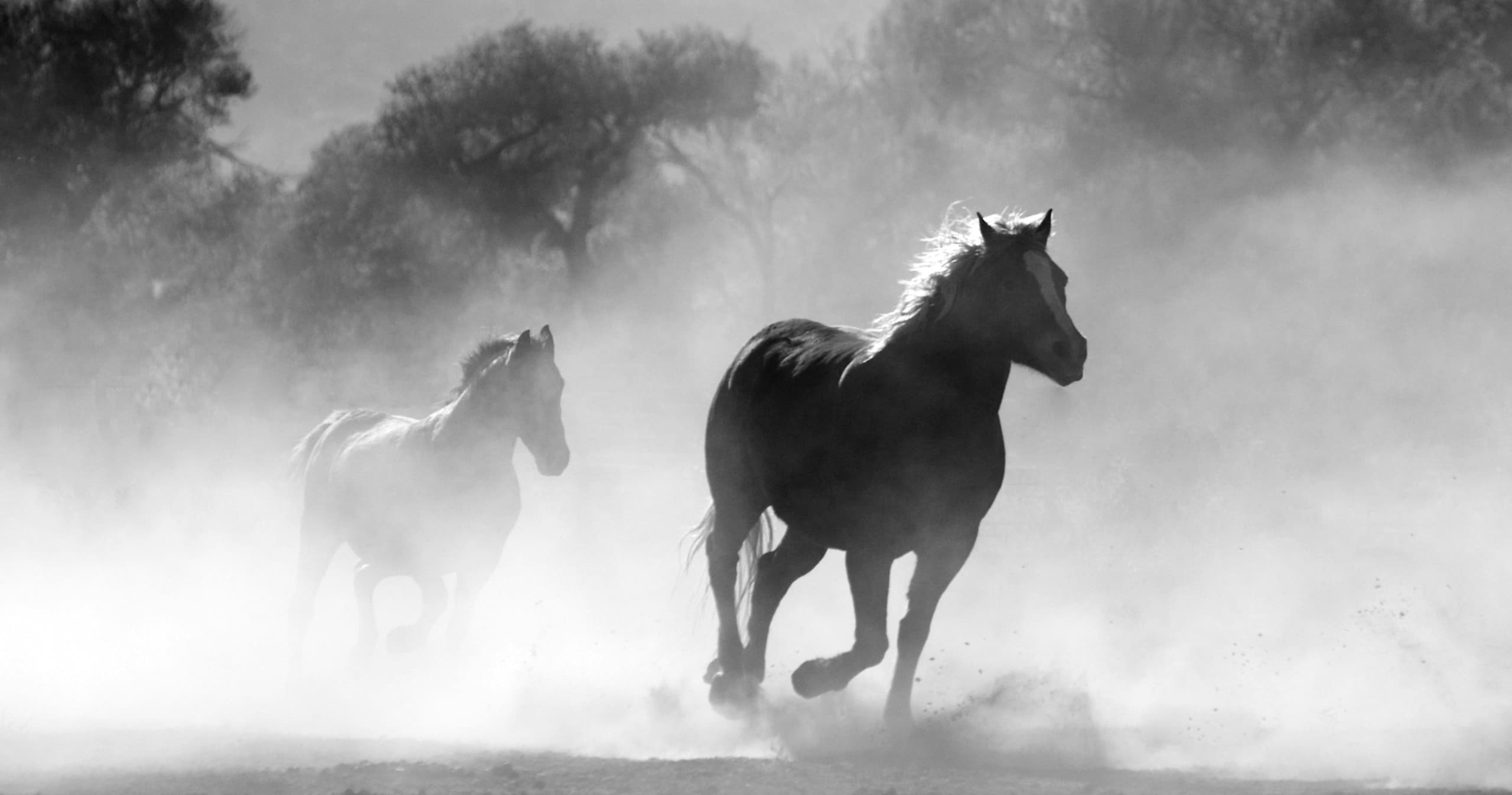 Wild horses galloping through dusty plain in dramatic light