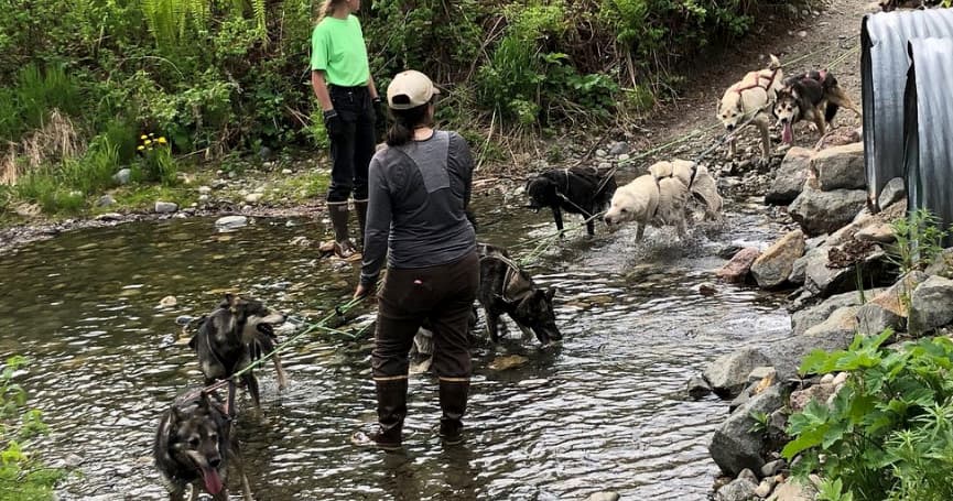 Afternoon Kennel & Mushing Tour | Dogsled in Talkeetna, Alaska
