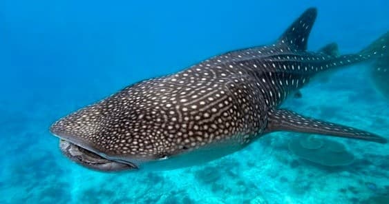 Whale Shark Snorkeling Adventure in Tulum & Akumal
