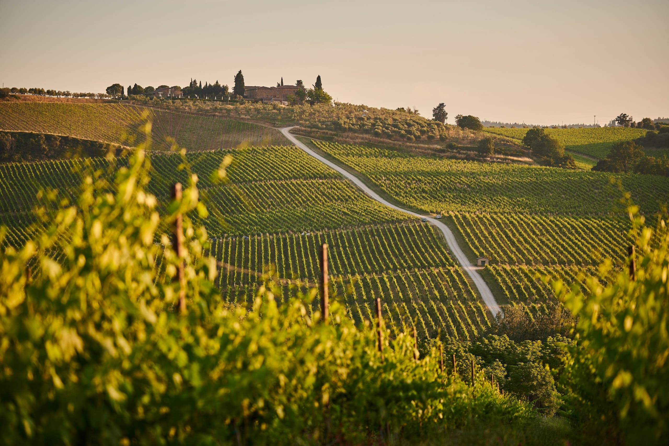 Chianti Wine Tasting Experiences with Walking Palates
