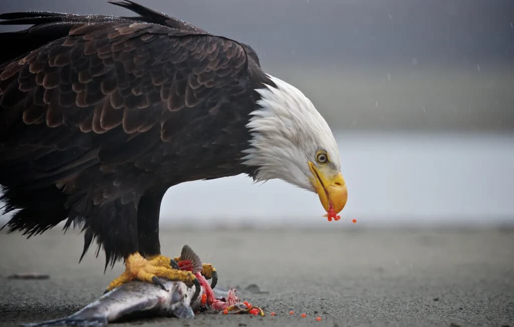 Private Eagle Preserve Float Trip — Bald Eagles & Wildlife on the Chilkat River photo 2