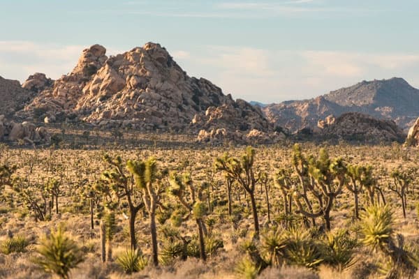 Joshua Tree Full Day Private Tour & Hike with Good Trip Adventures