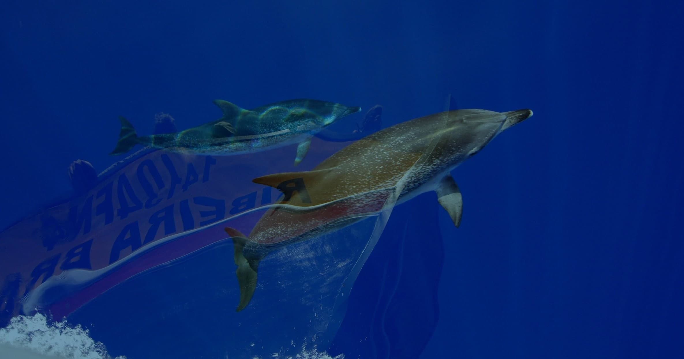 Dolphins breaching in deep blue ocean during whale encounter
