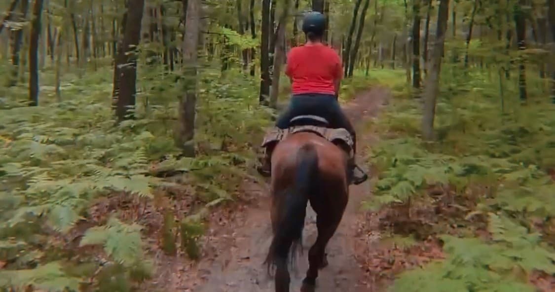 Horseback rider trotting on forest trail through ferns