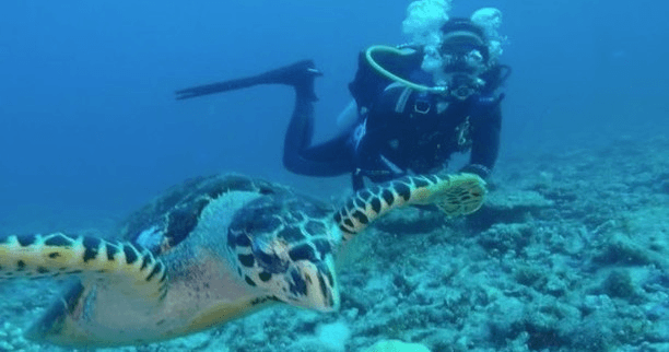 Diver encountering hawksbill sea turtle on coral reef dive