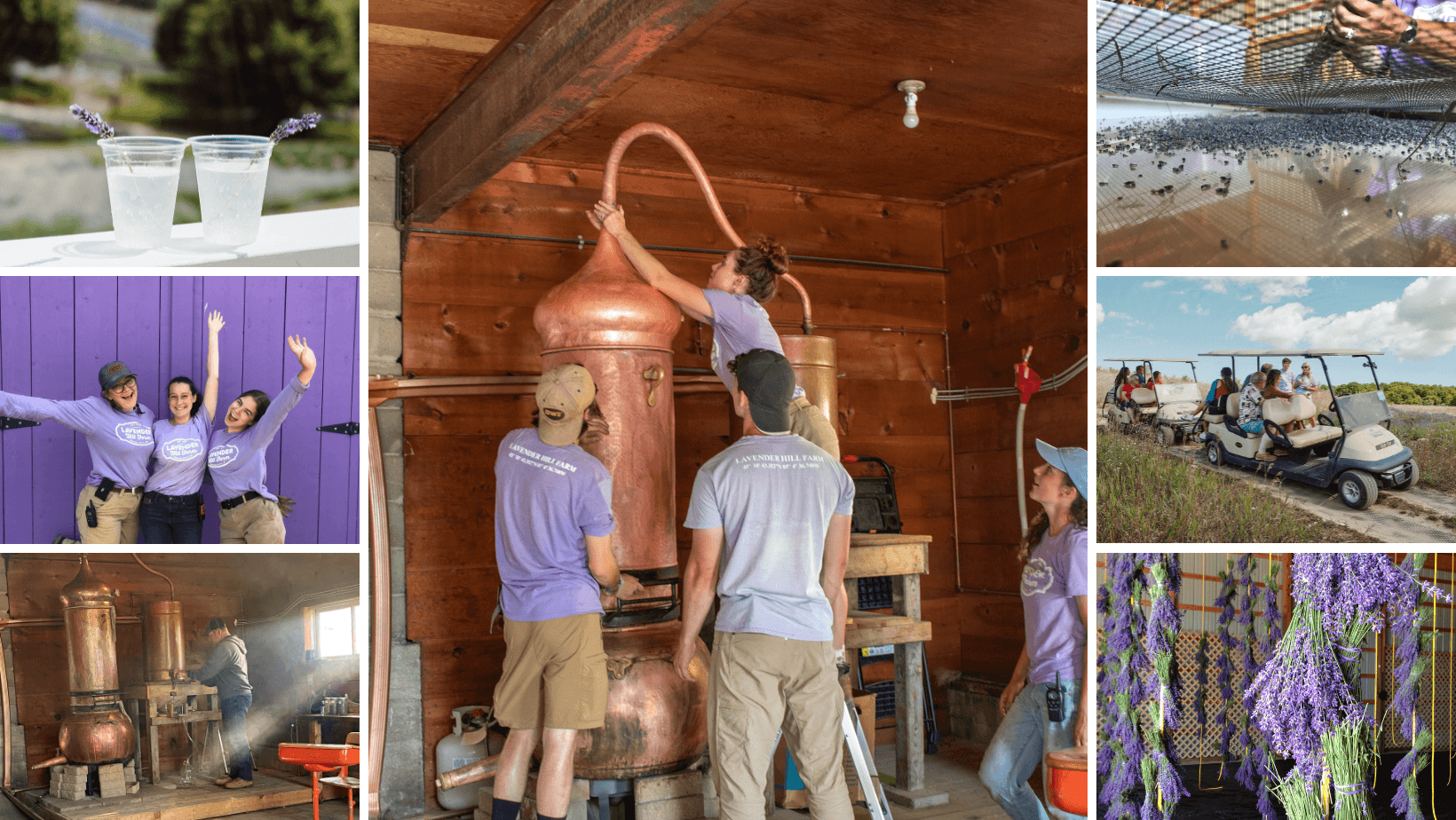Lavender Processing Boot Camp in Boyne City, MI