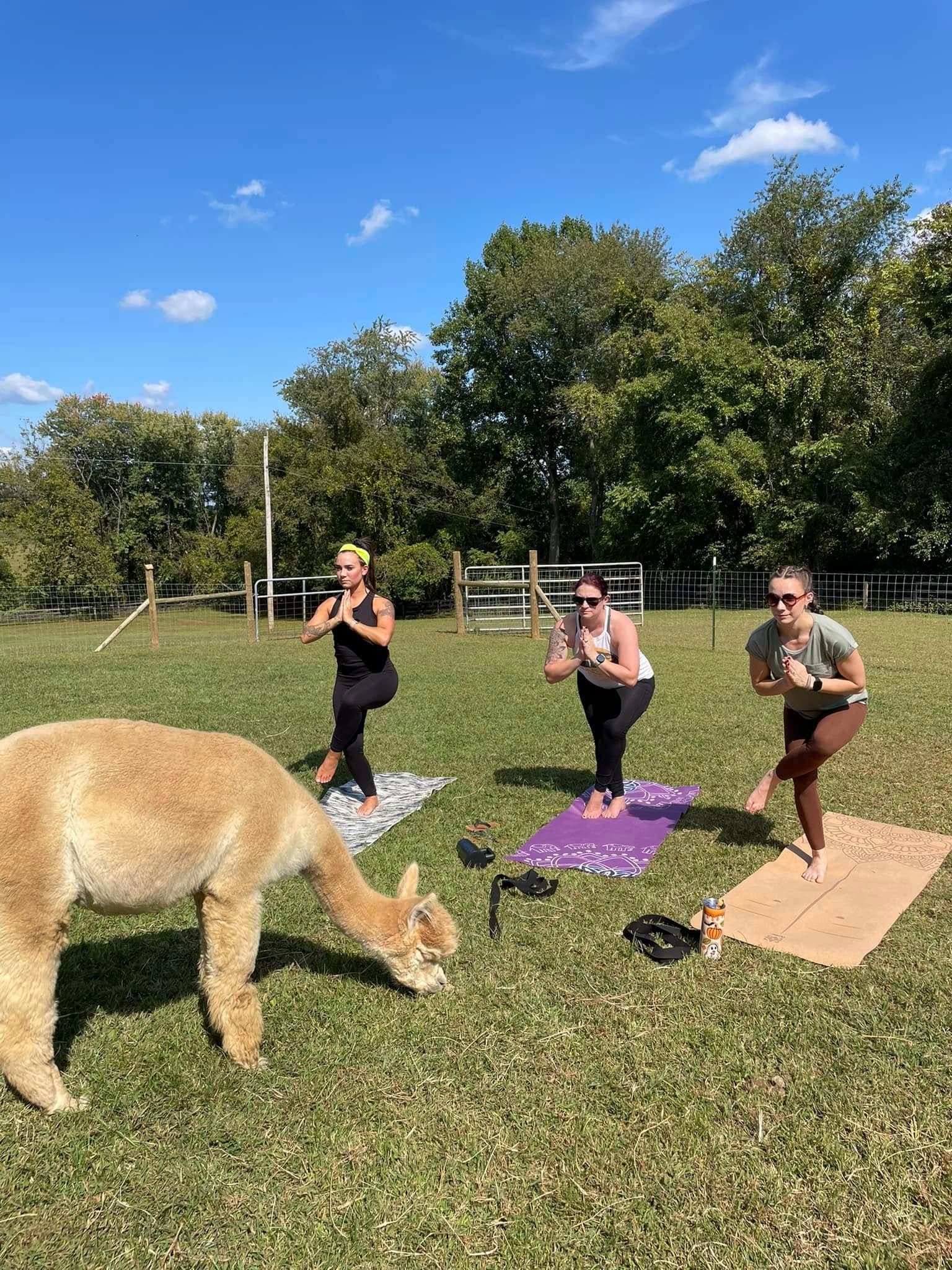 Farm-Field Yoga: Stretch with Alpacas in Finksburg, Maryland photo 1