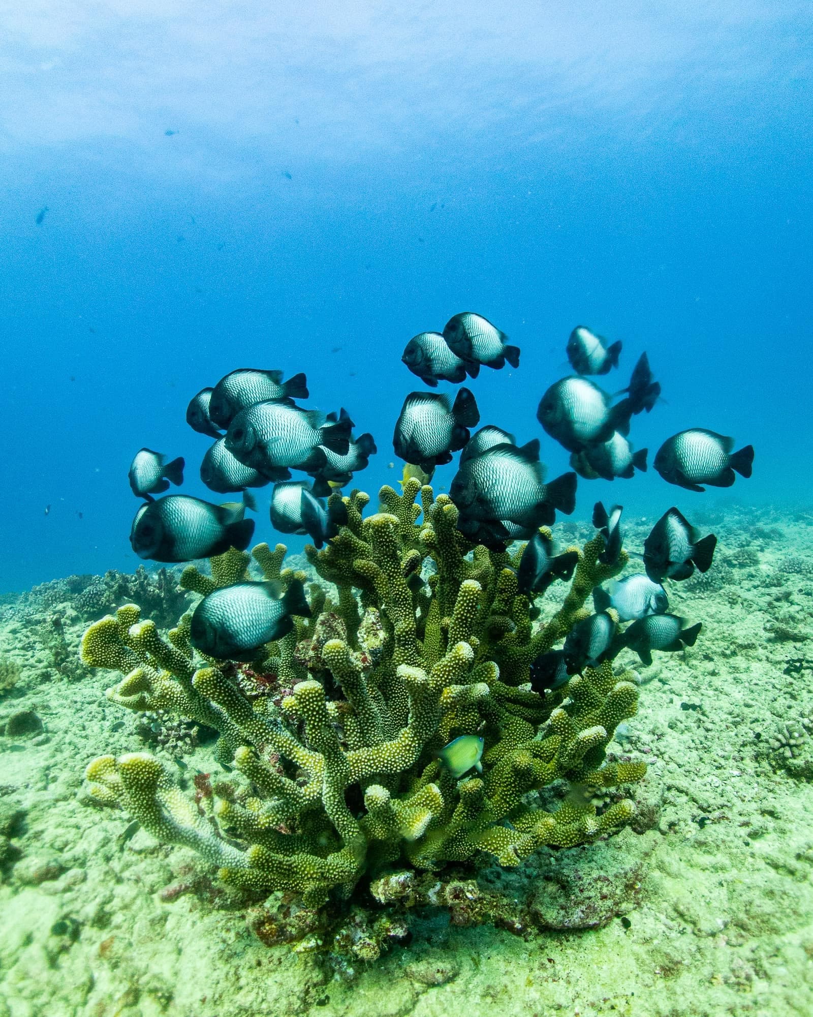 Explore Kauai’s Underwater Wonders with 1-Tank Discover SCUBA at Koloa Landing