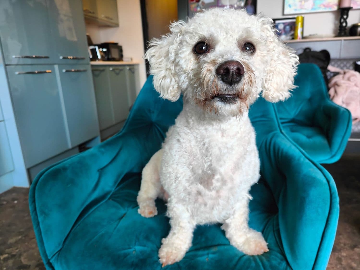 Dog Boarding & Care at Poppy's Perfect Pups in [Location]
