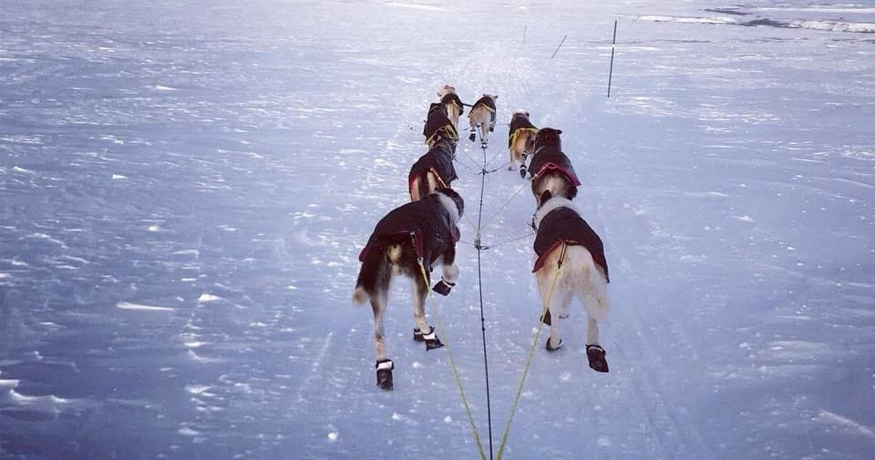 4-Hour Lunch Safari with Huskies in Inari, Finland: A Winter Journey Through Lapland’s Wild Heart